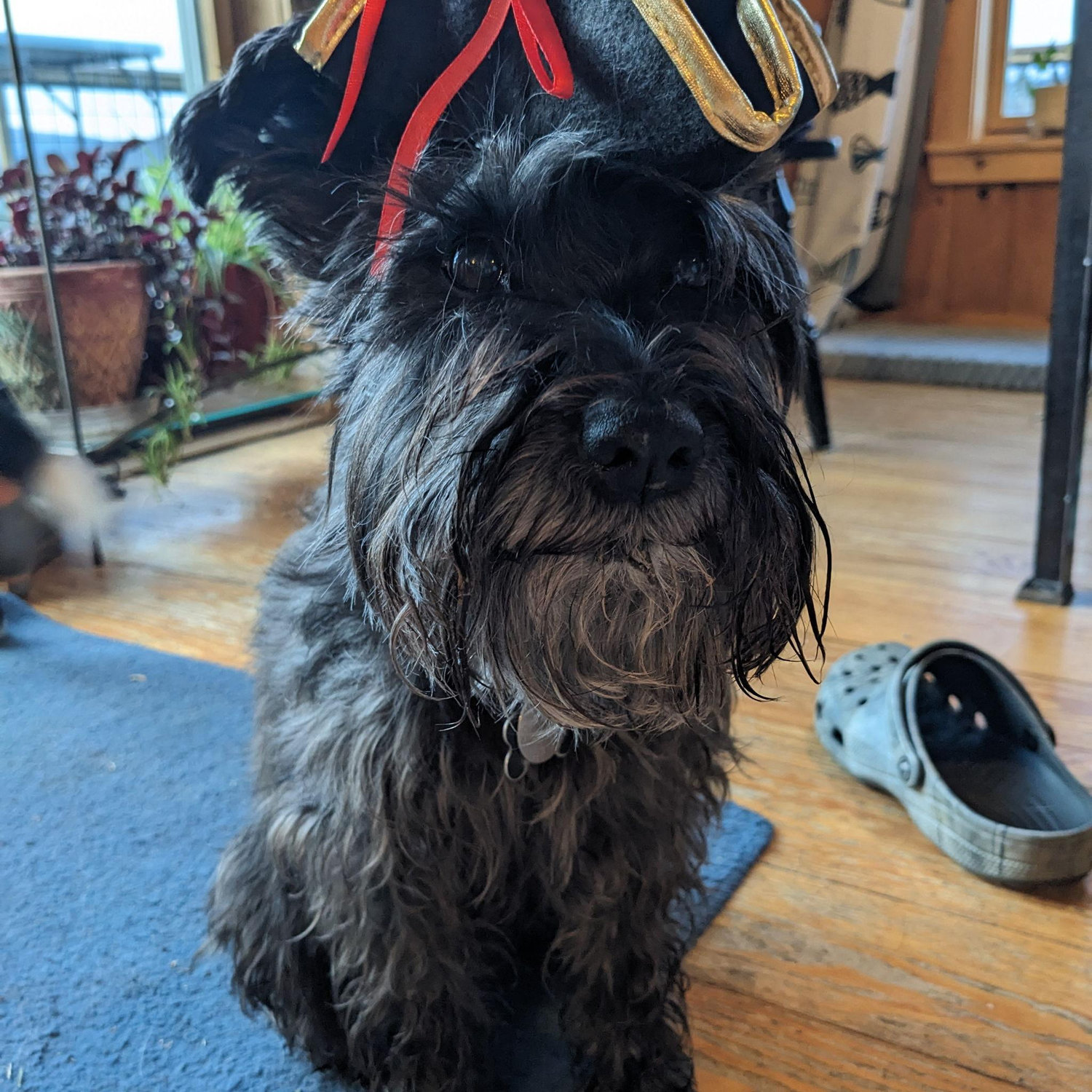 Hat