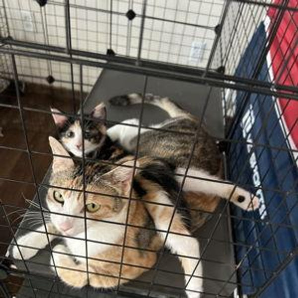 Rescued Cat Foster Support!