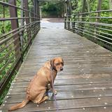 Blackwater Creek Trail