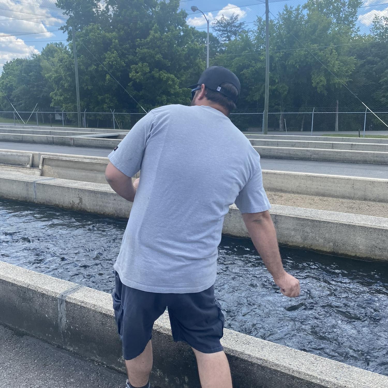 Feeding fish at the fish hatchery