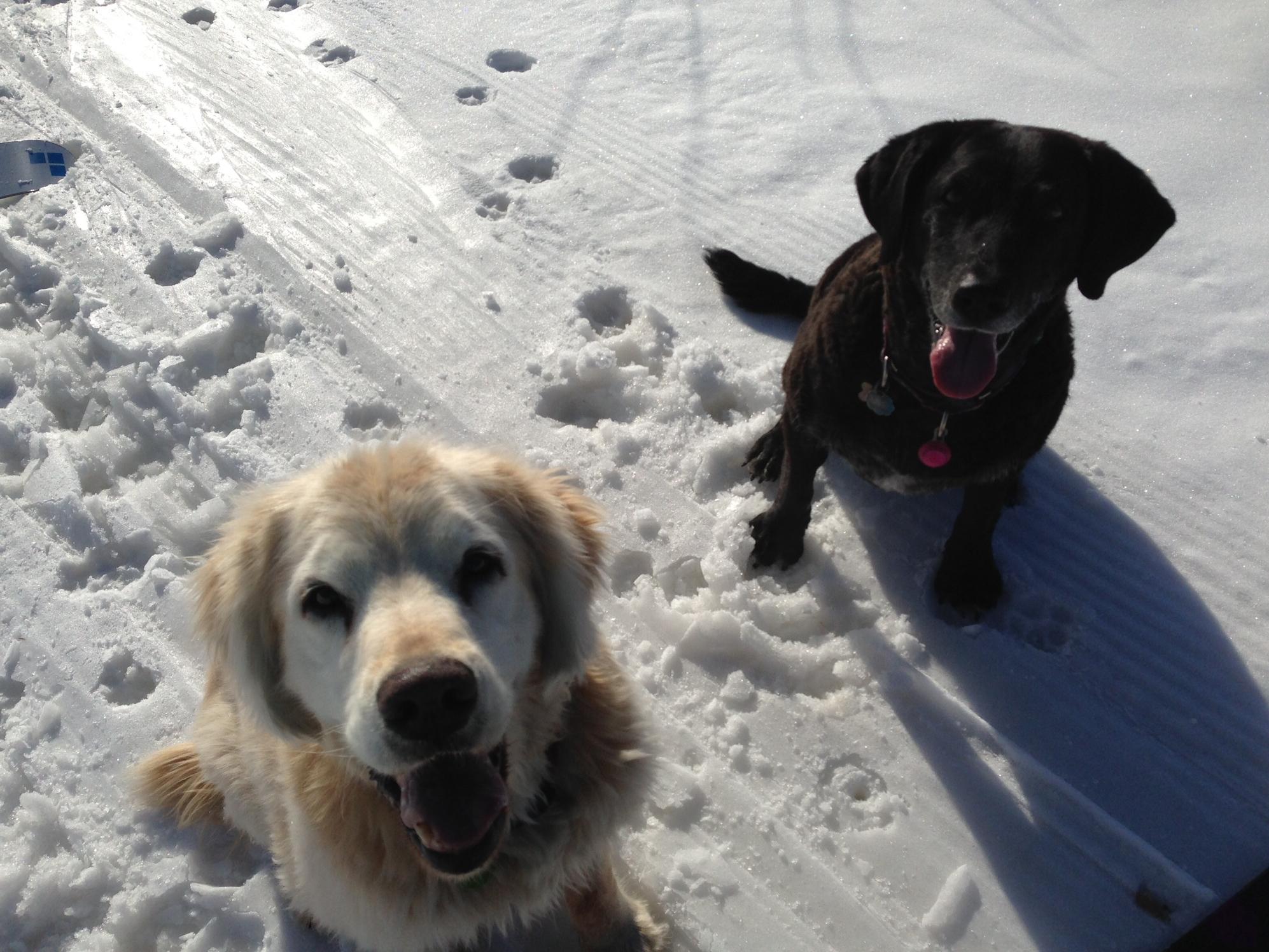 Routt County Humane Society