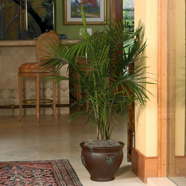 3.75-Gallon Majesty Palm (L20955hp)
