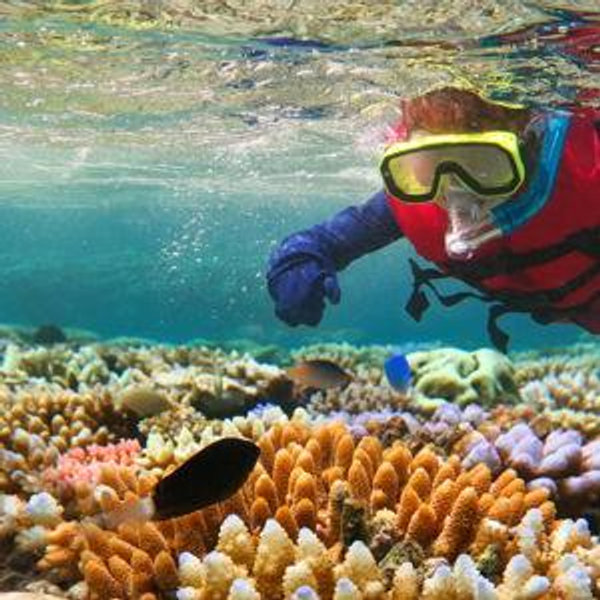 Snorkeling in the Great Barrier Reef