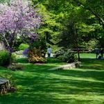 Arnold Arboretum of Harvard University