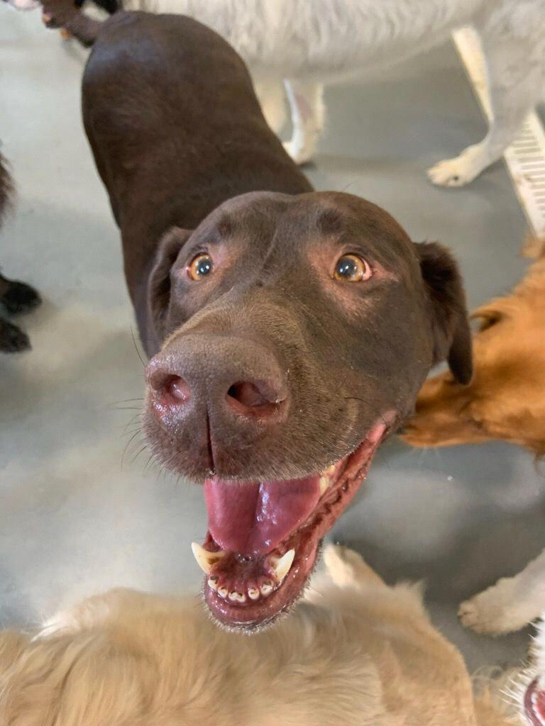 Barney the Wonder Dog. Technically Ross and Linda's pooch but Tim has been "babysitting" him since Ross joined the Army in 2013.