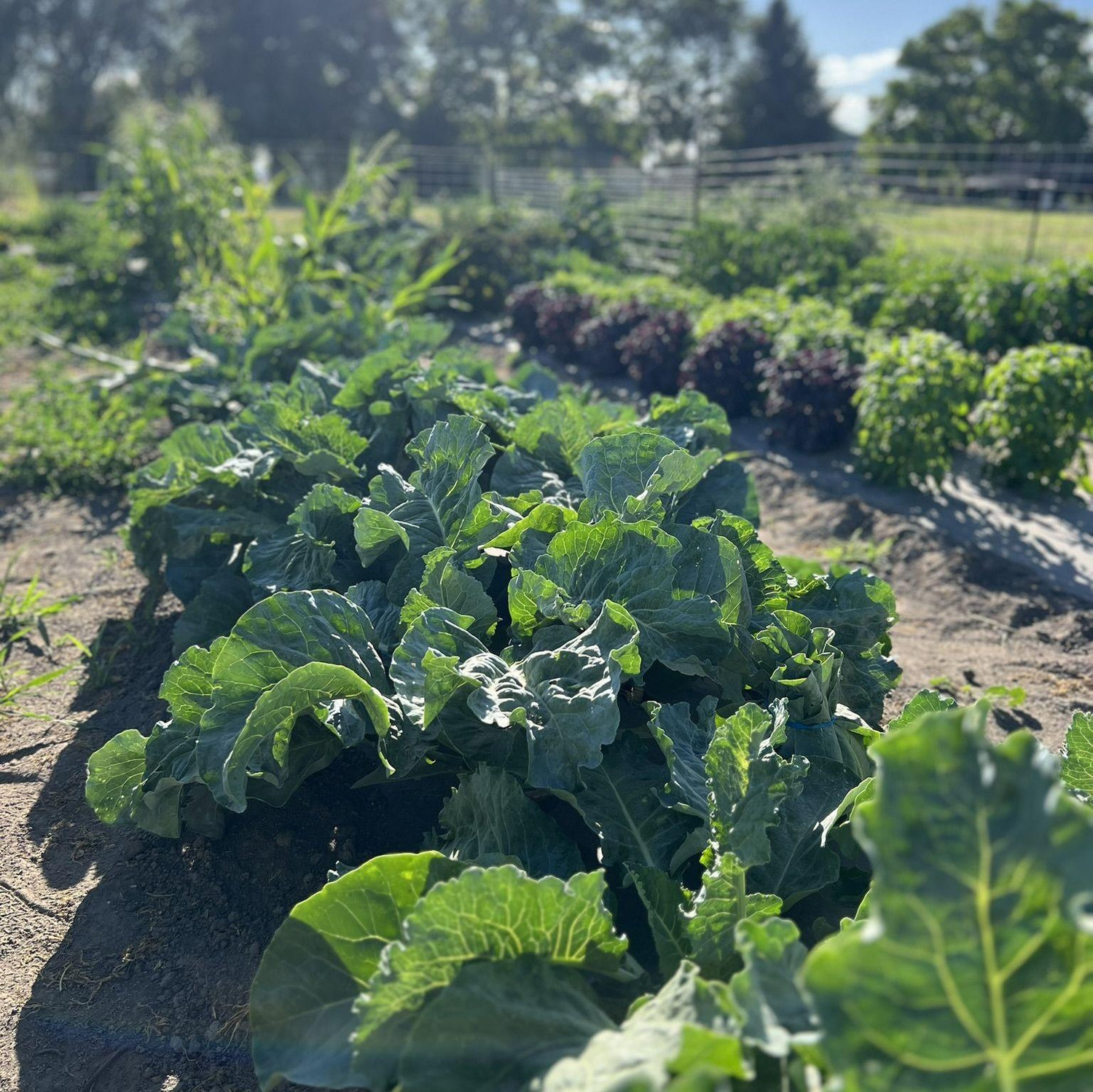 Our first garden!
