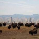 Rocky Mountain Arsenal National Wildlife Refuge