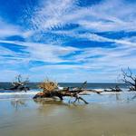 Driftwood Beach