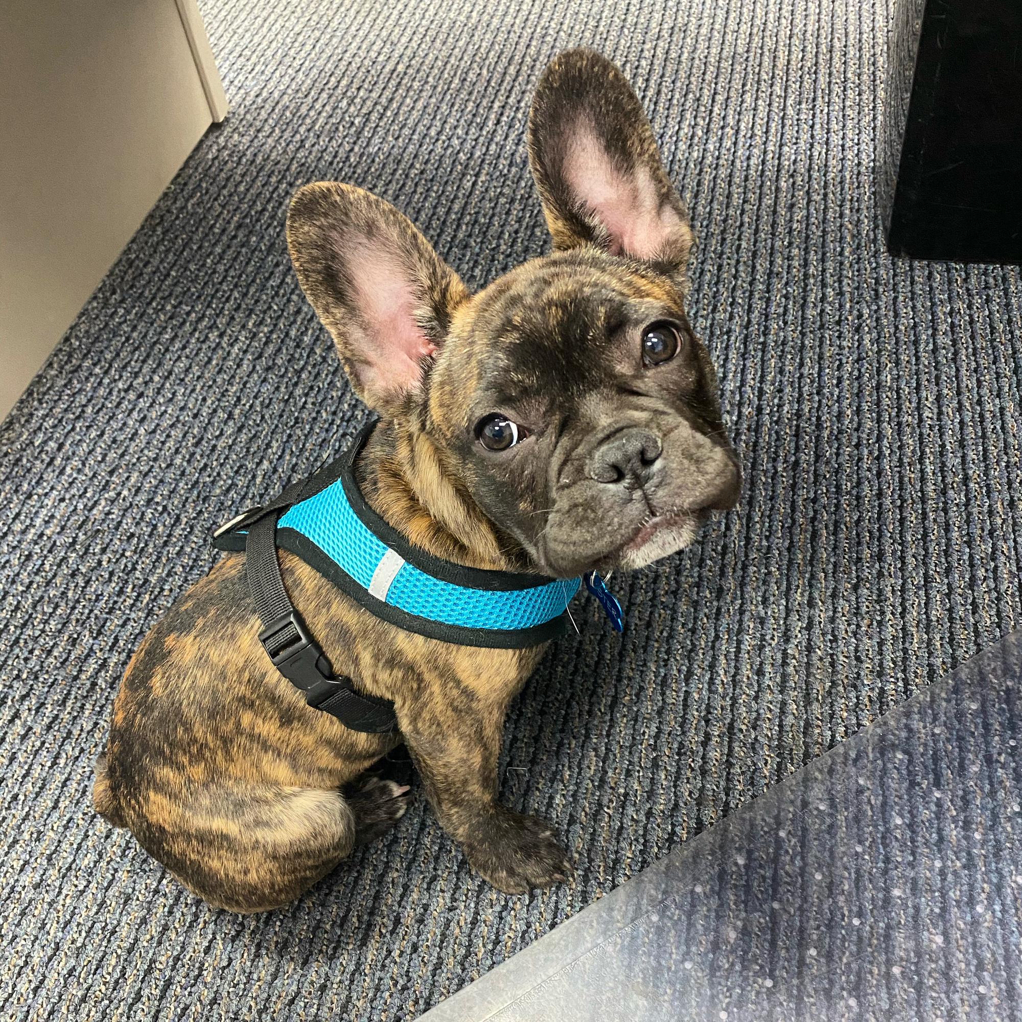 Our newest addition to our family! Our fur baby, Buster!