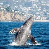 Whale Watching