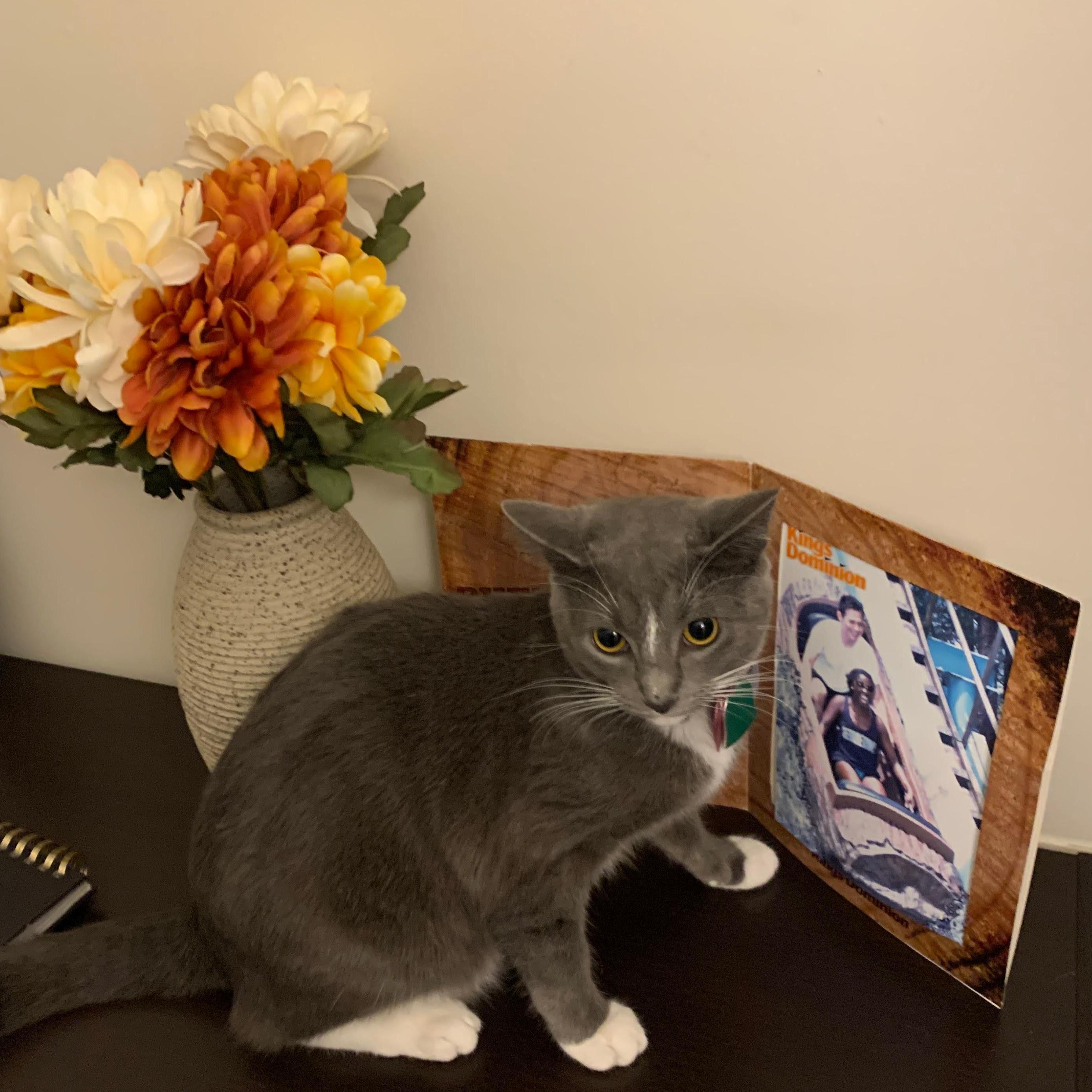 Rose, fur baby number 2