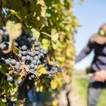 Newport Vineyards
