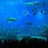 Georgia Aquarium