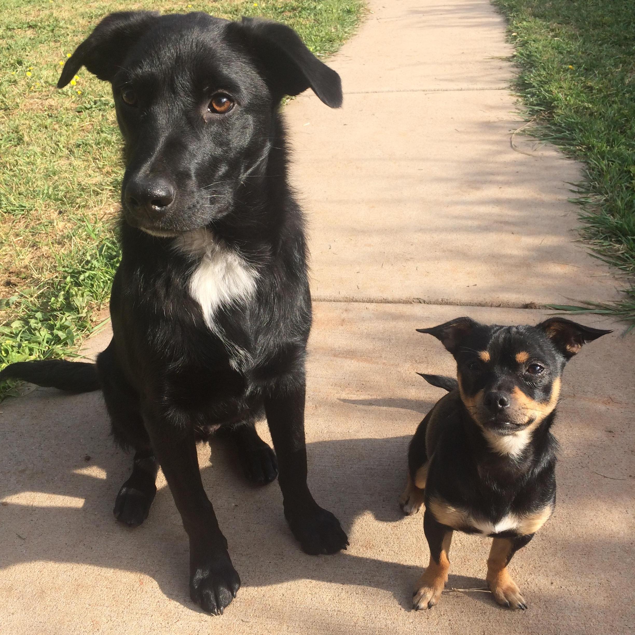 Over time we accumulated 2 dogs - 2015