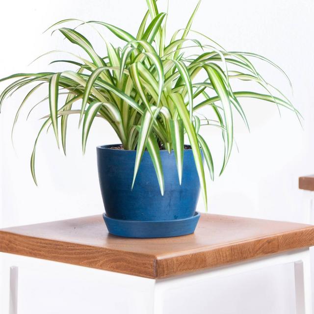 Spider Plant