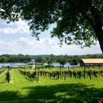 Old House Vineyards