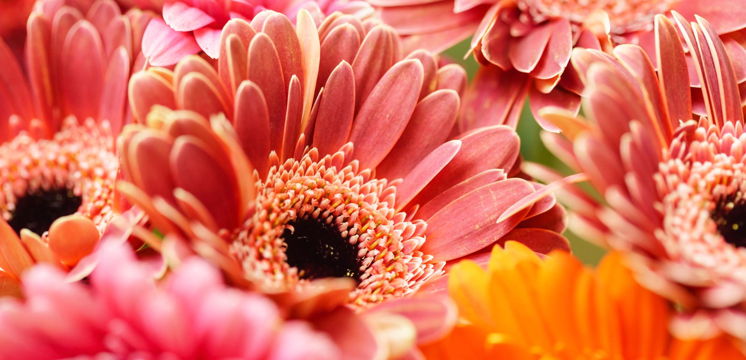 The Wedding Website of Trish Lal and Pete Mower