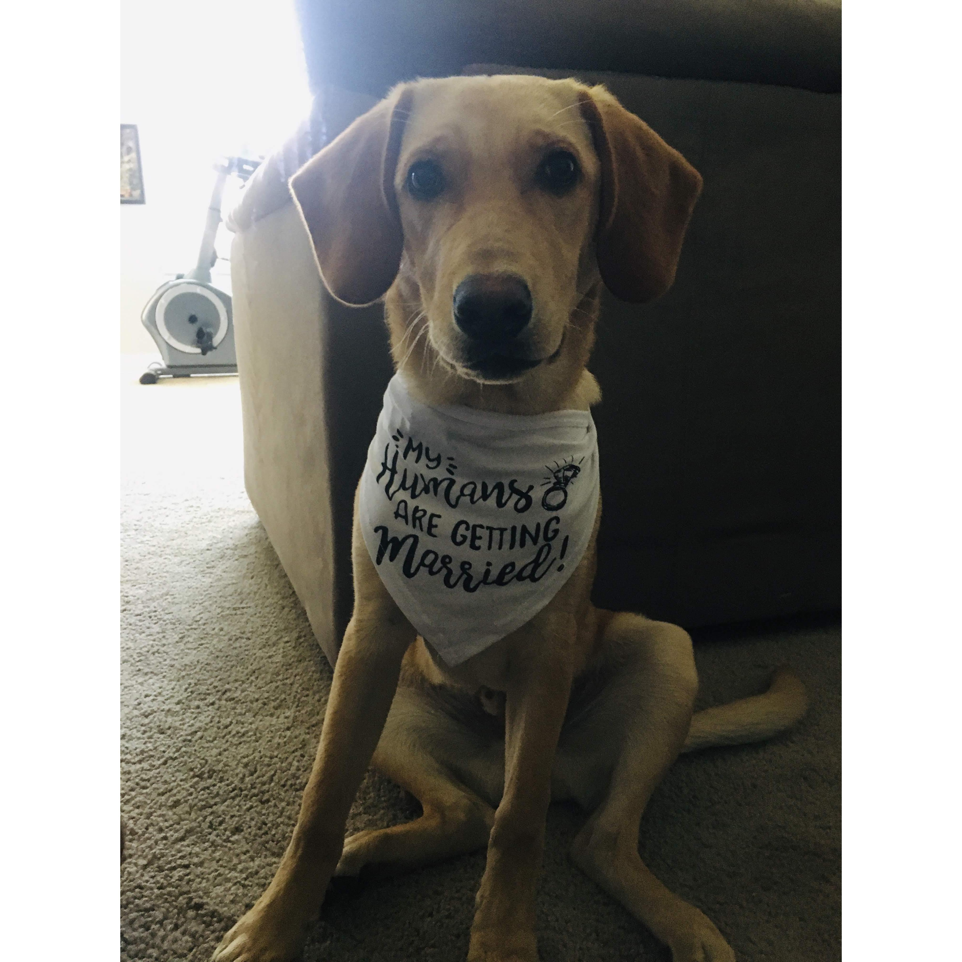 Our first dog, Dodger