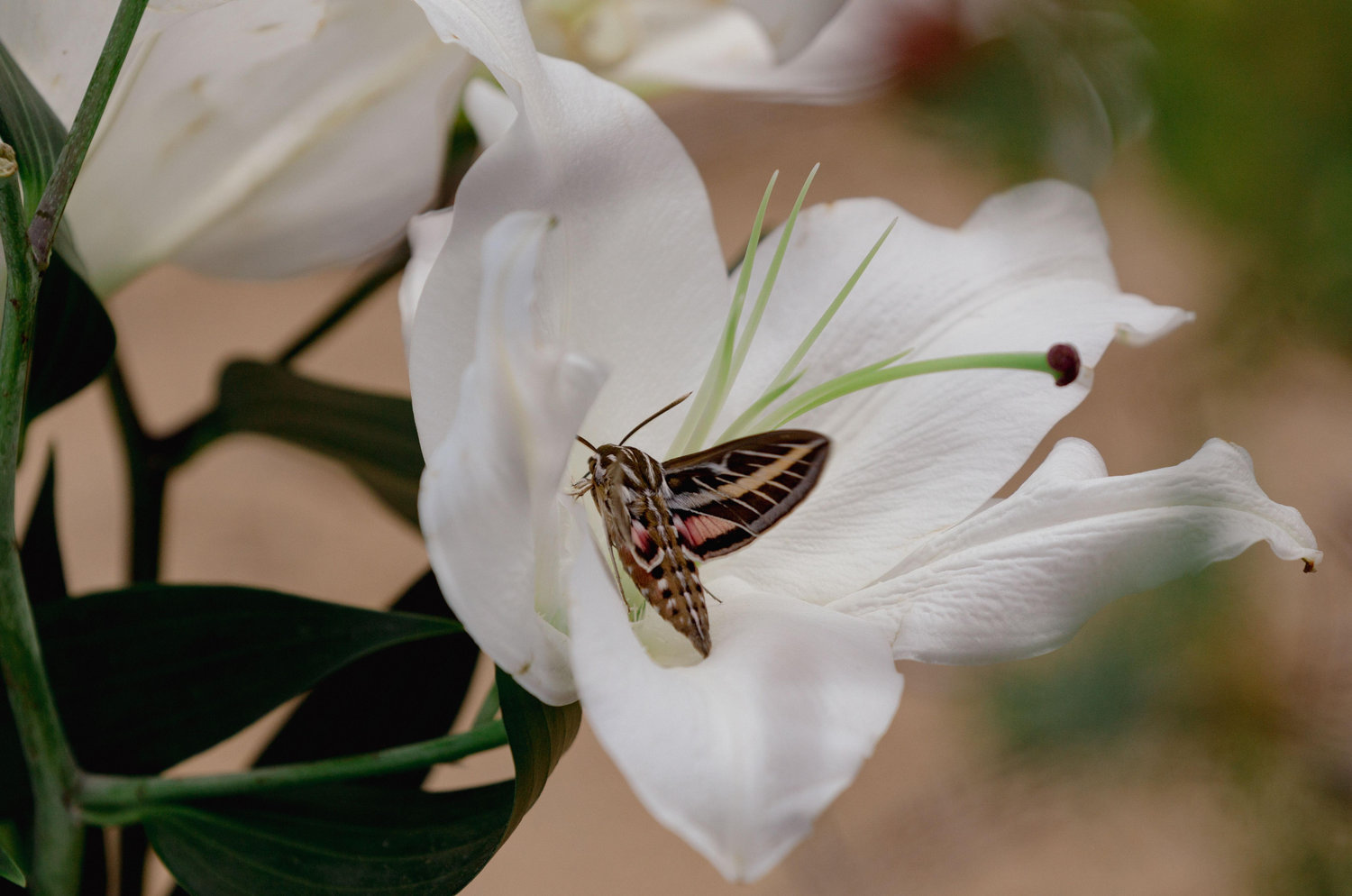 The Wedding Website of Morgan Swanson and William Beatty
