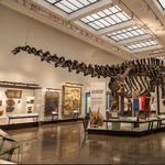 Yale Peabody Museum