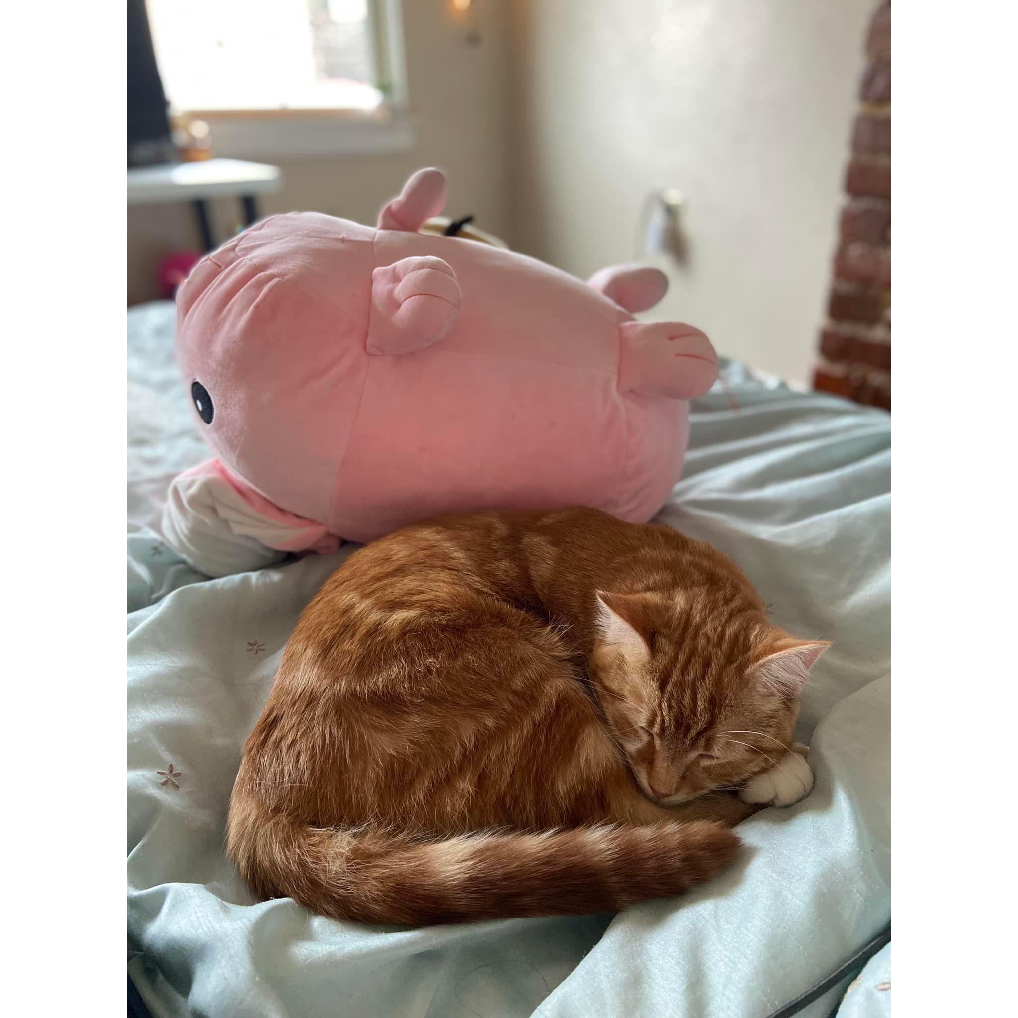 Wrath having the best nap