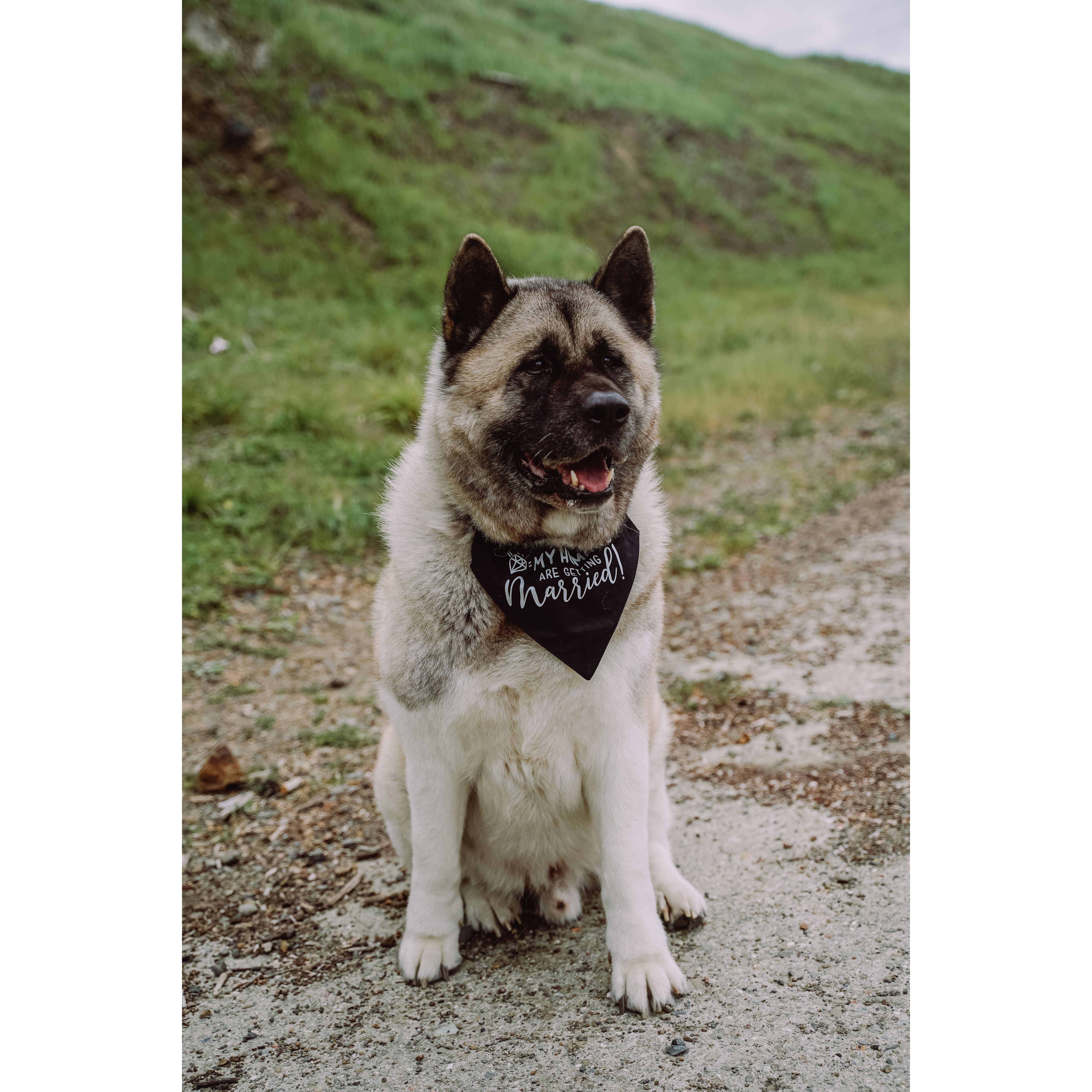 "My Humans Are Getting Married."