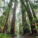 Muir Woods National Monument
