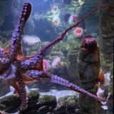 New England Aquarium