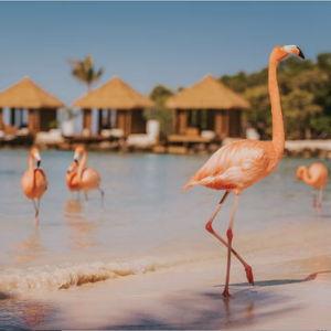 Aruba Flamingo Island