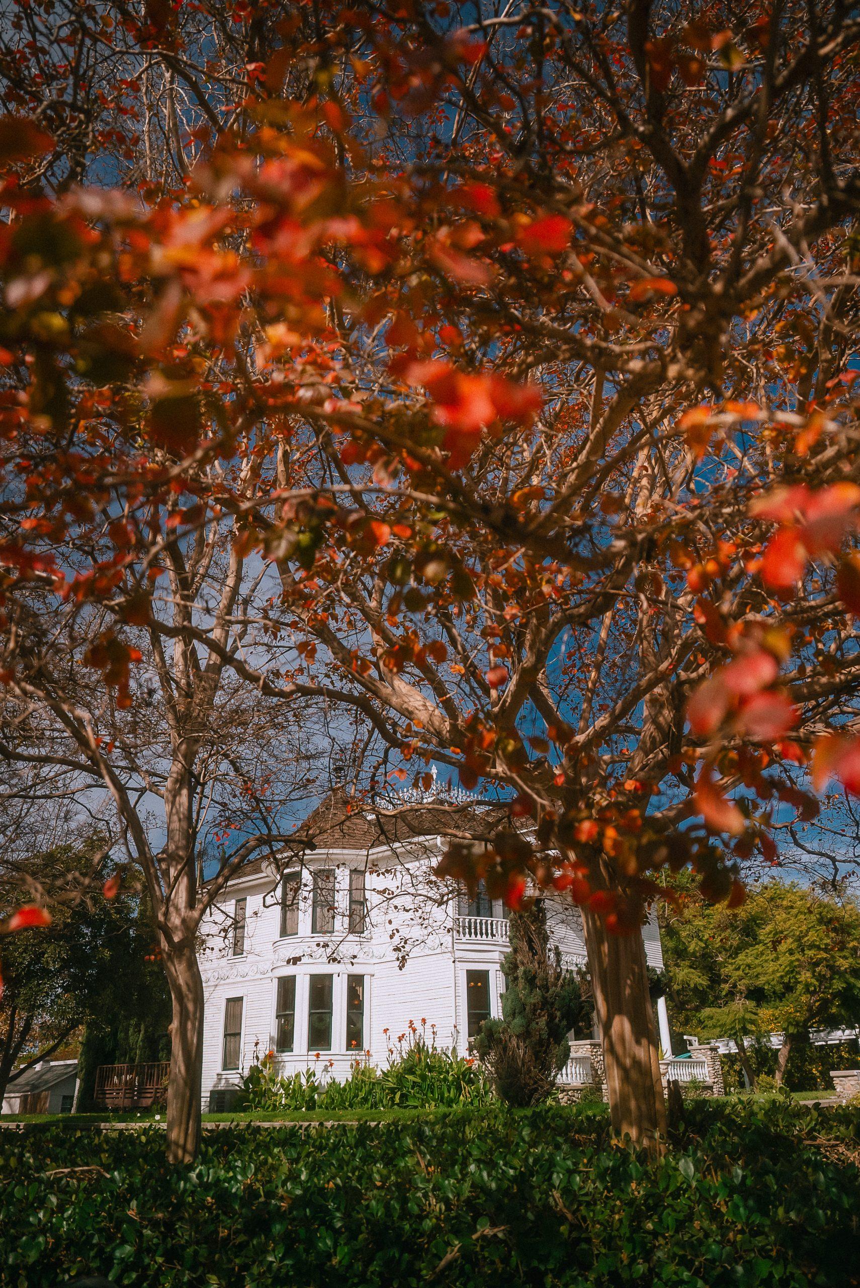 The Wedding Website of Elijah Lang and Jules Remo