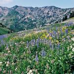 Little Cottonwood Canyon Road