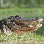 Brazos Bend State Park