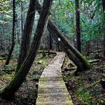 Chequamegon-Nicolet National Forest