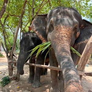 Elephant Sanctuary