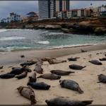 La Jolla Cove