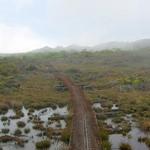 Alakai Swamp