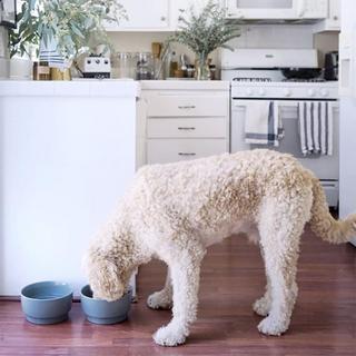 Gloss Dog Bowl