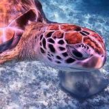 Snorkeling Tour
