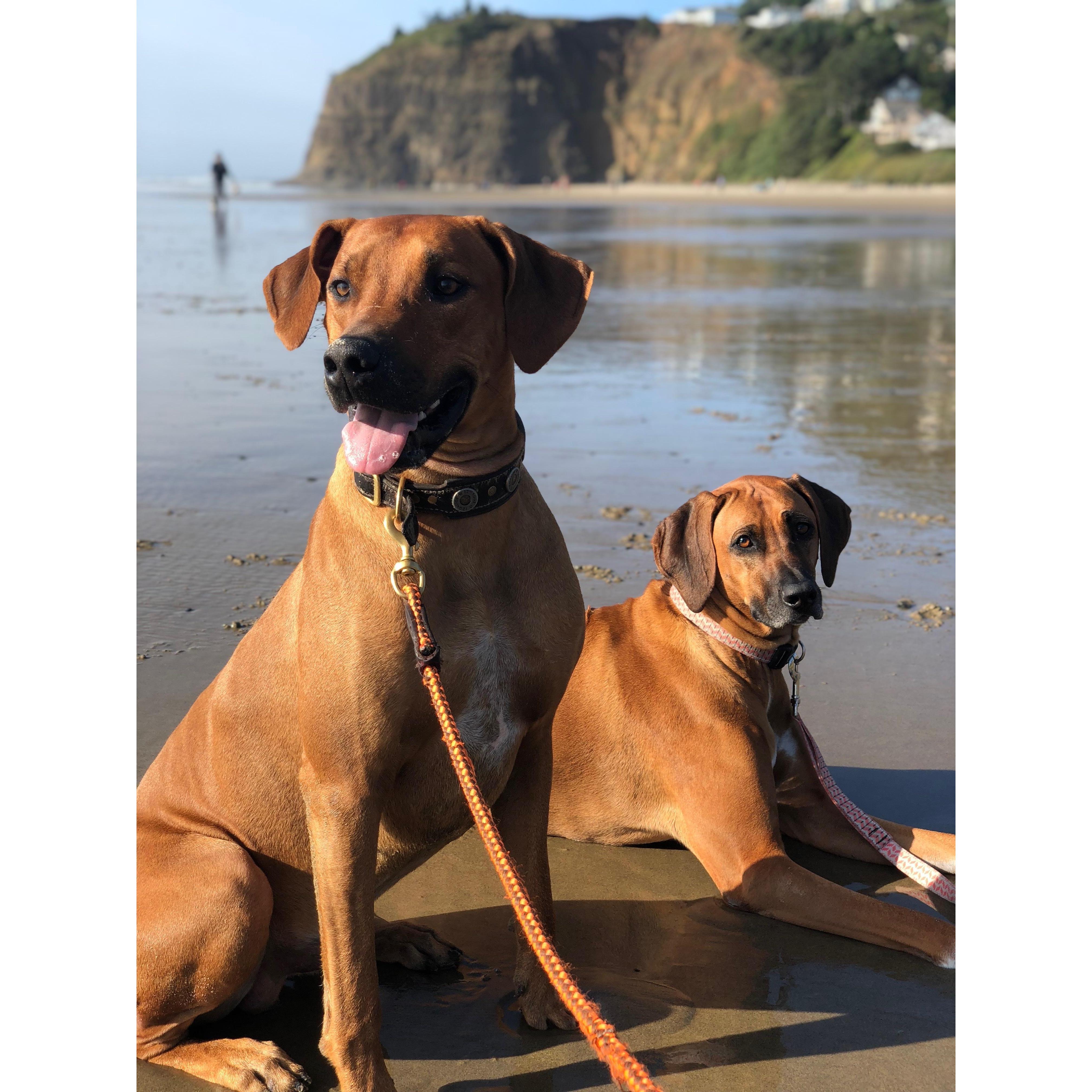 Rue enjoying the great outdoors, and Scout tolerating it!