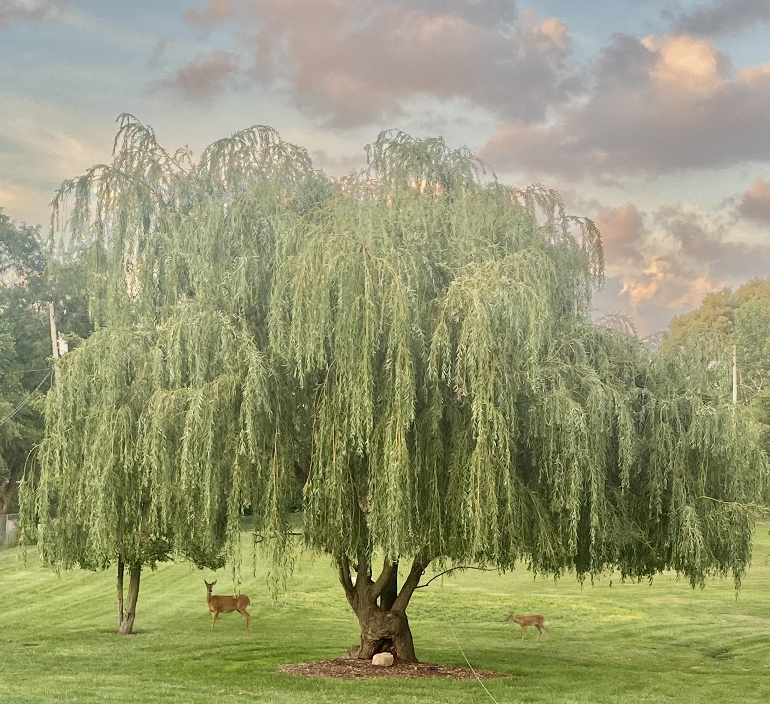 48263cab-e405-4ad6-98d5-6067942bd0d0