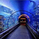 Shark Reef Aquarium at Mandalay Bay