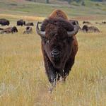 Custer State Park