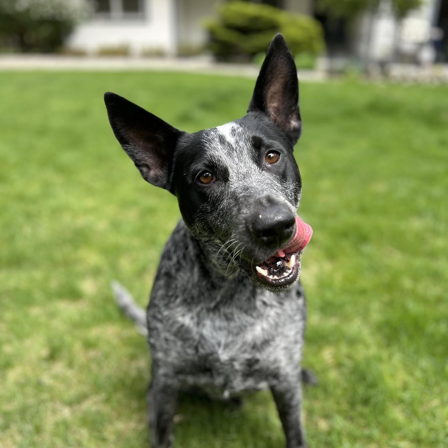 Our baby, Abed!