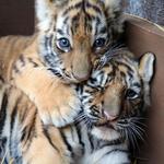 Omaha's Henry Doorly Zoo and Aquarium
