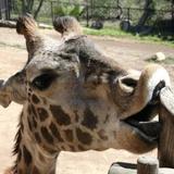 Santa Barbara Zoo