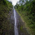Manoa Falls Trail