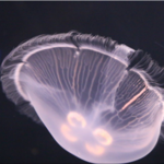 South Carolina Aquarium