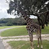 Disney's Animal Kingdom Theme Park