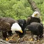 Decorah Fish Hatchery & Bald Eagles