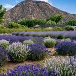 Purple Adobe Lavender Farm